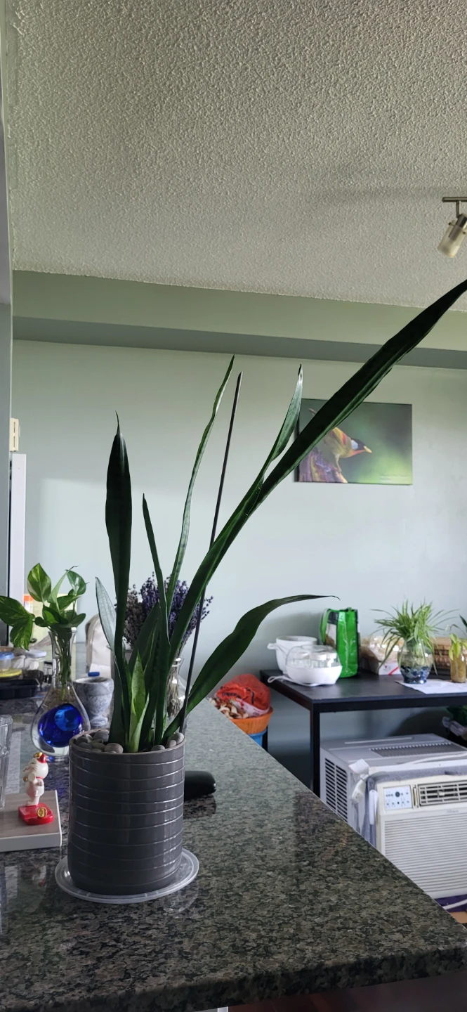 Snake plant in CERAMIC POT - photo 2
