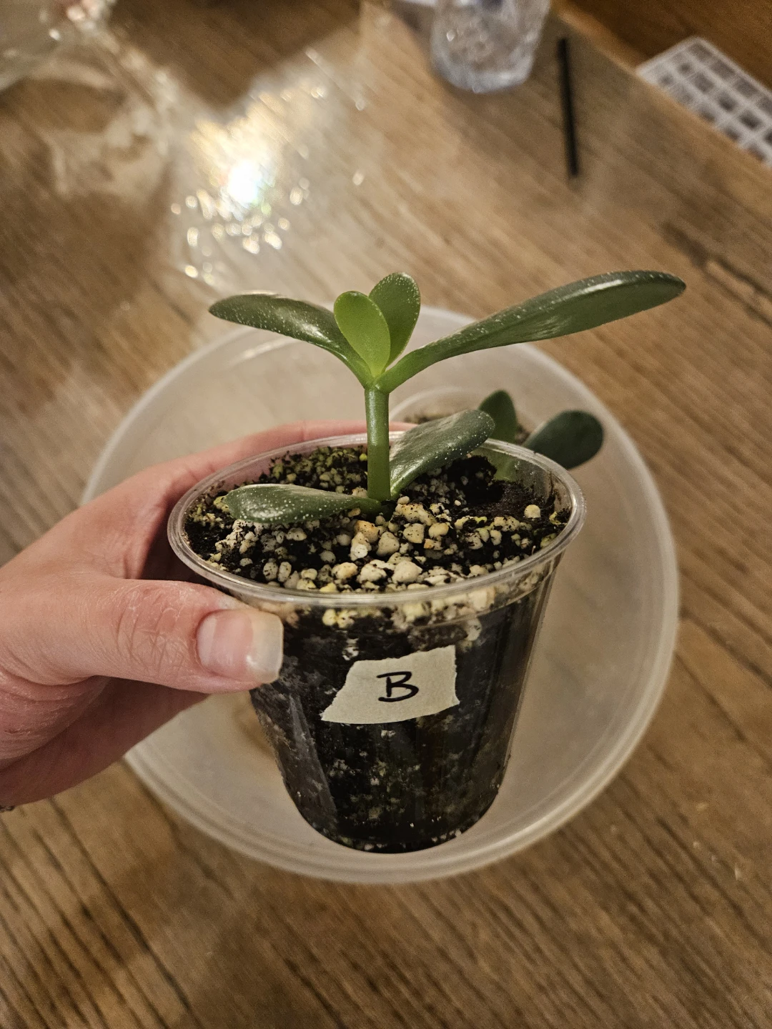 Air Purifying Jade Plants - photo 3