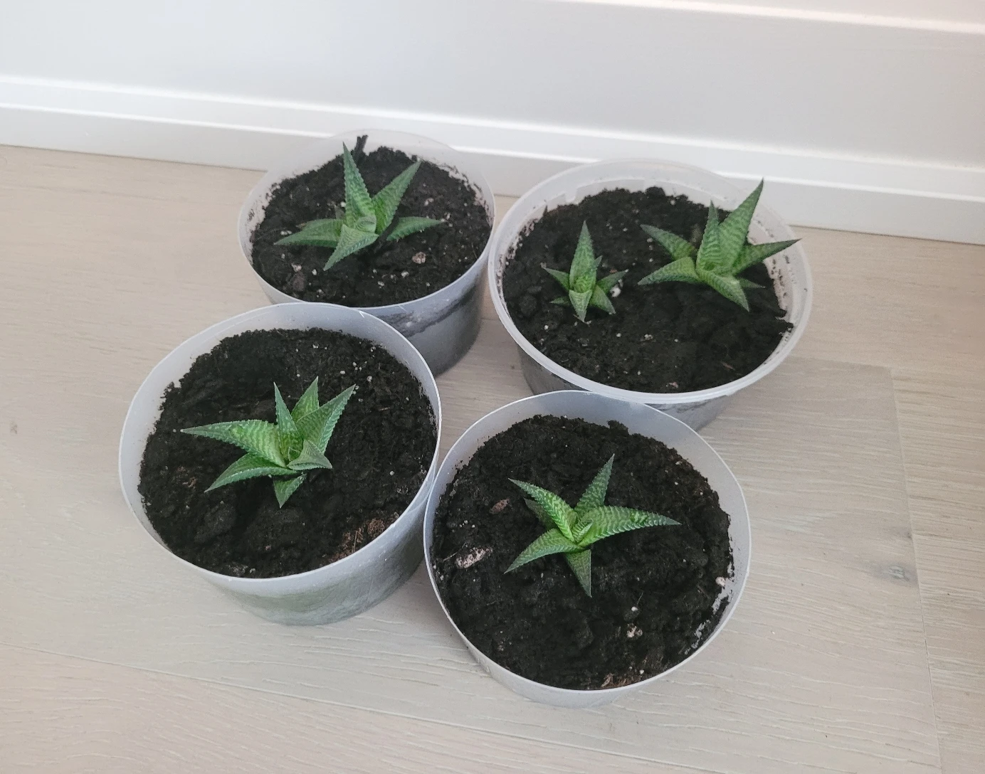 5 Succulents (Fairy Washboard)