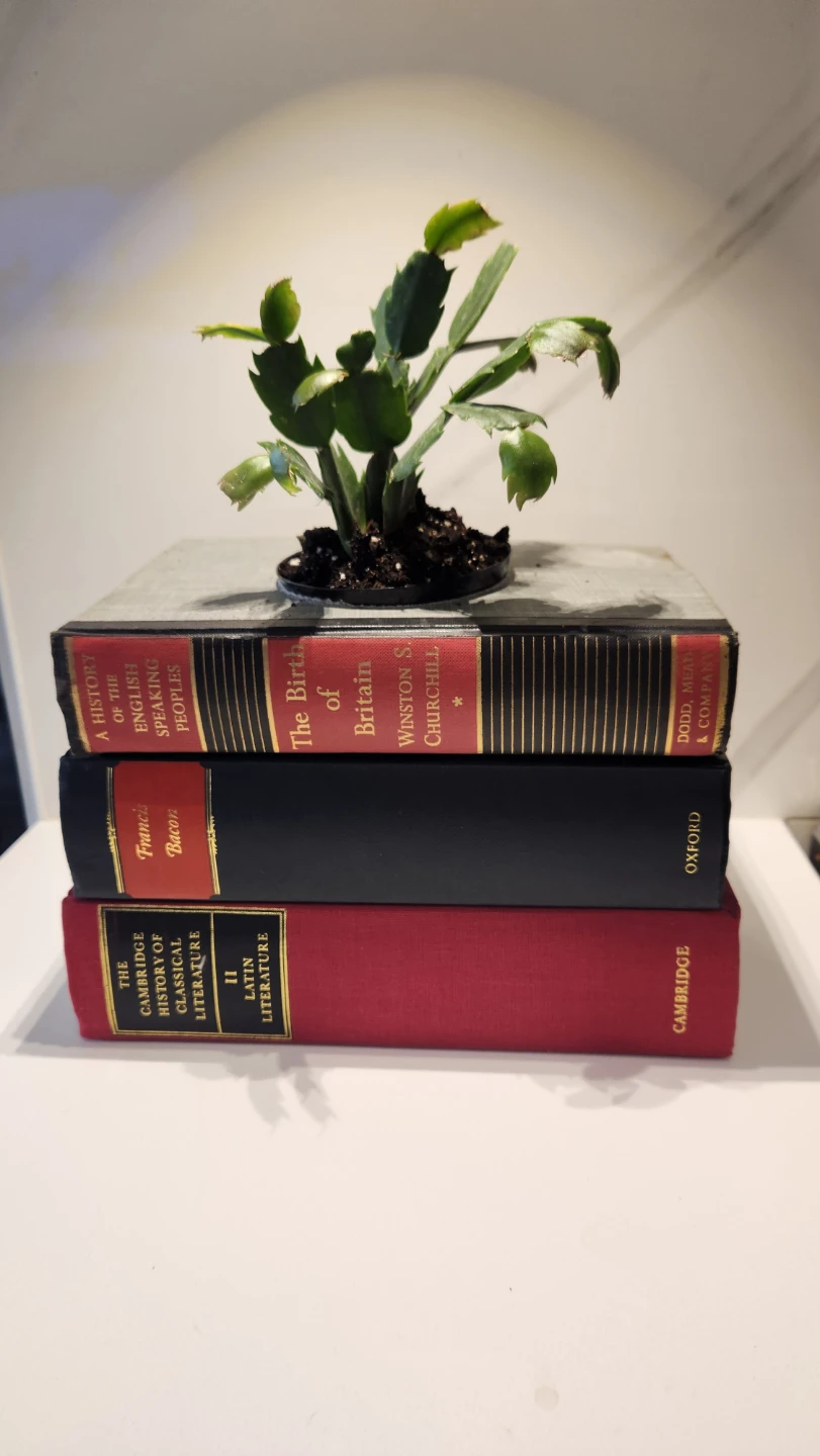 Upcycled book planter with plant