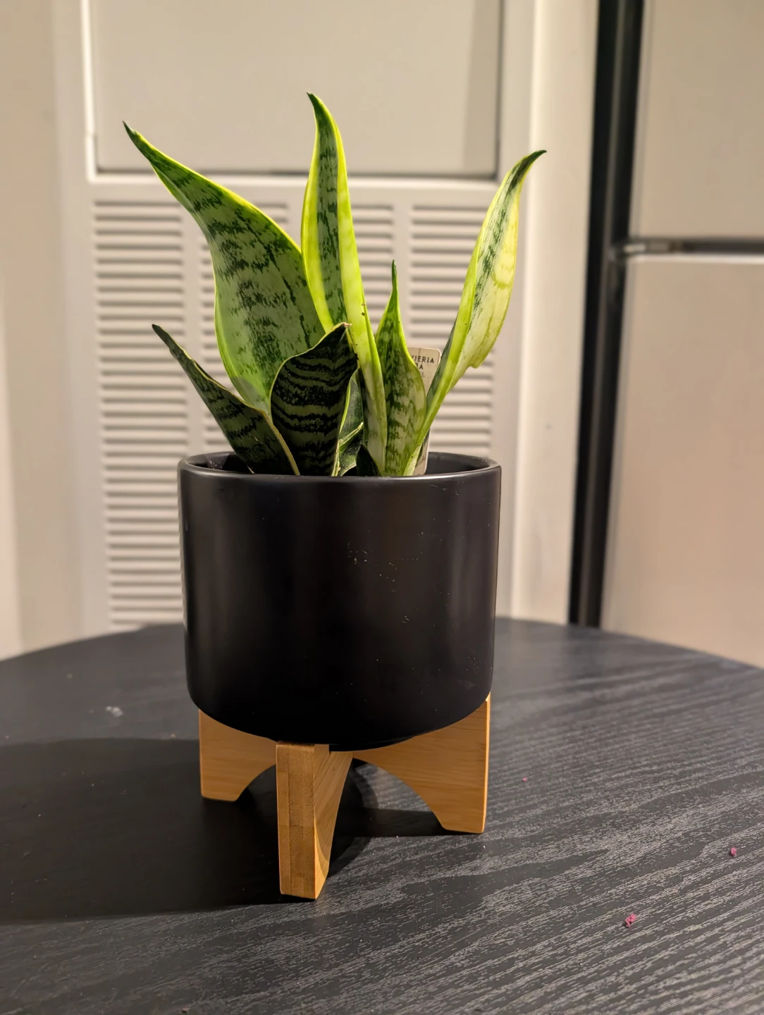 Snake Plant in Black Pot with Wood Stand