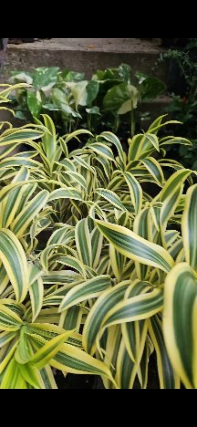 Variegated Dracaena Plant - photo 2