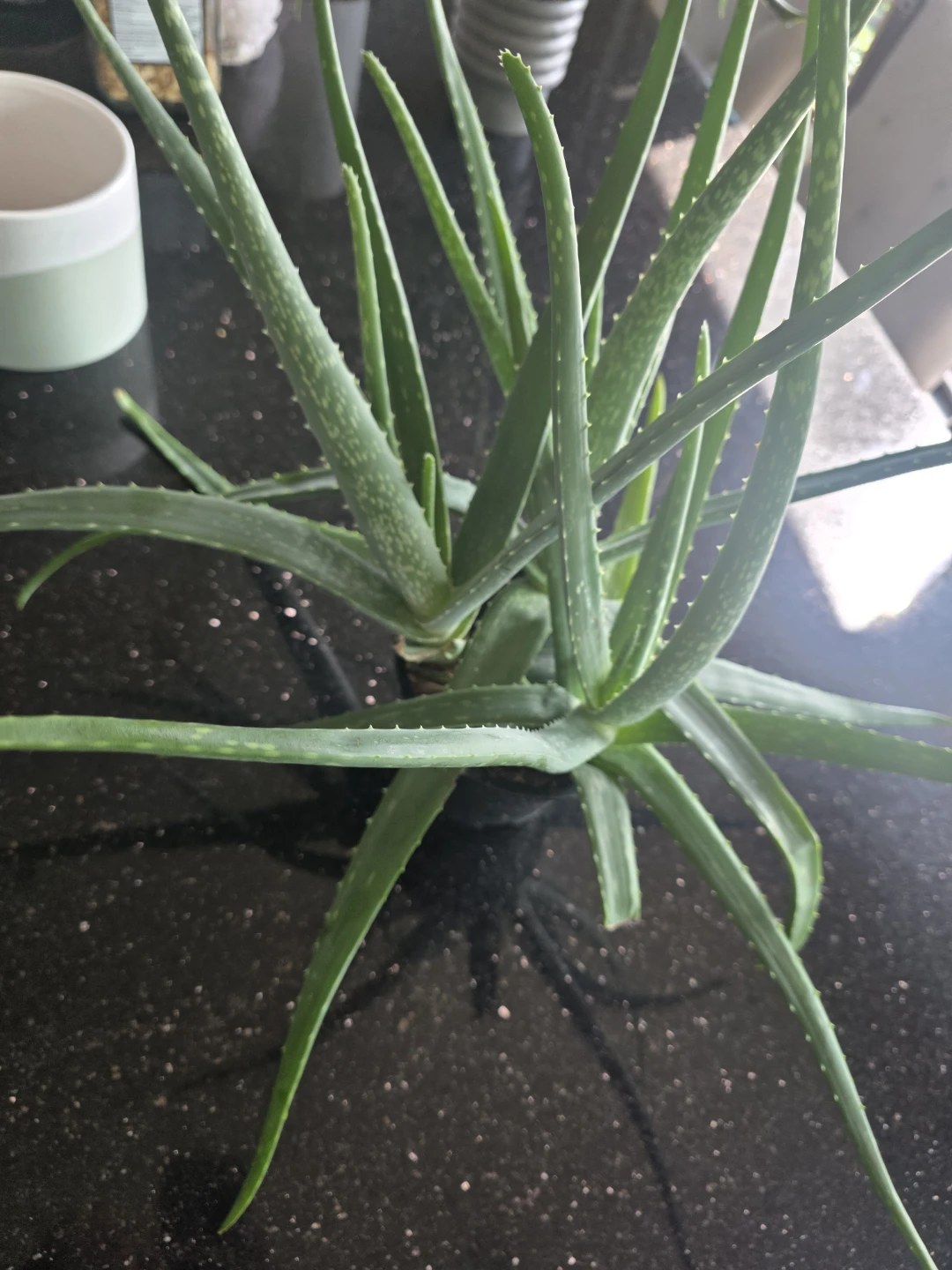 Aloe Vera Plant - photo 3