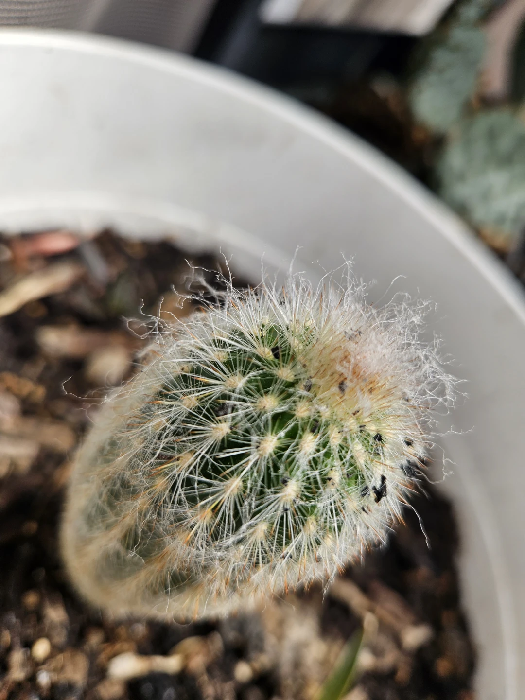 Hairy Columnar Cactus Plant