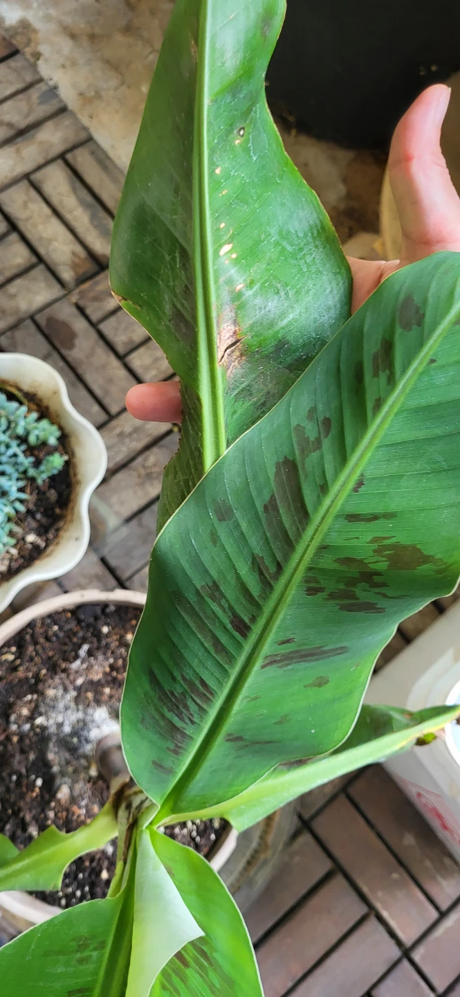 Small Banana Plant - photo 2