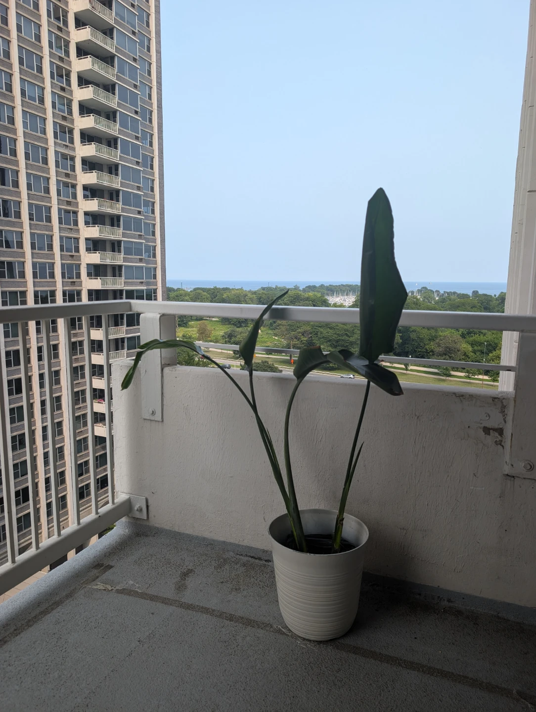 Bird of Paradise Plant in 14inch White Pot - photo 2