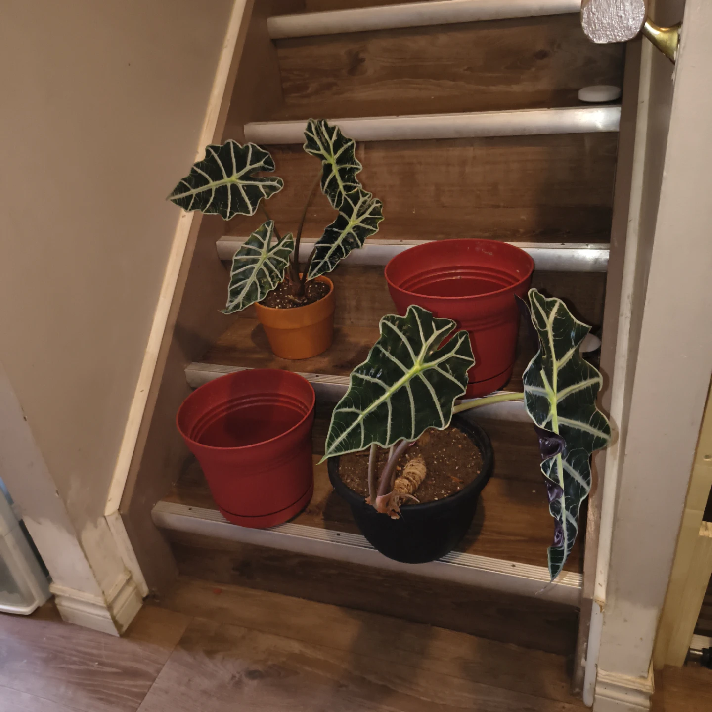 Alocasia Polly Plant