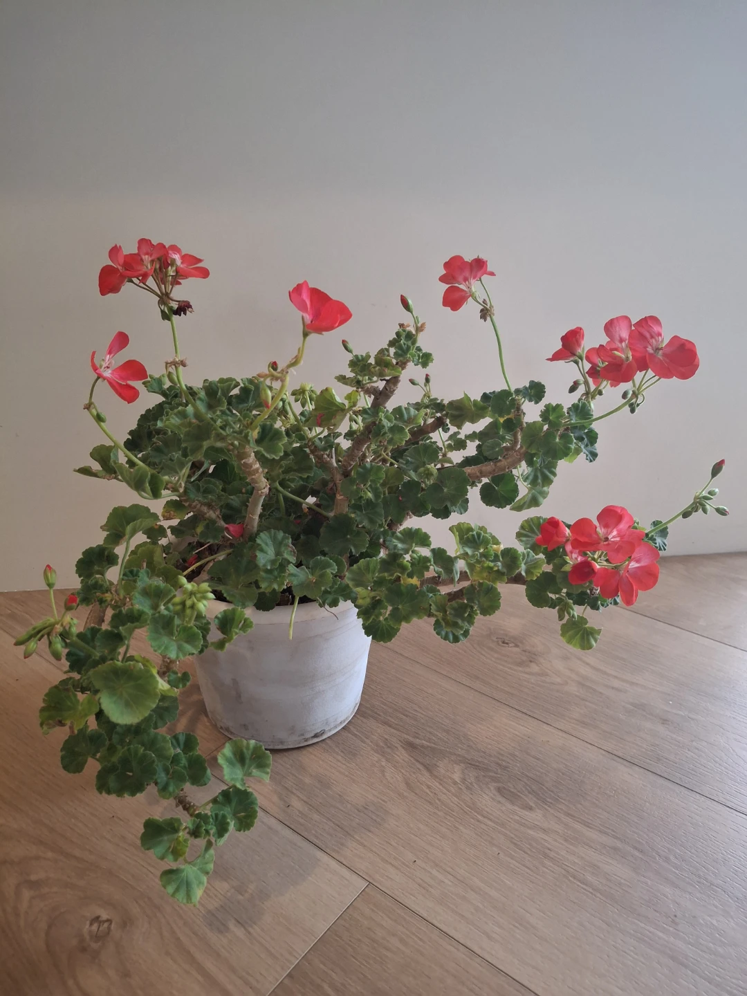 Potted Geranium Plant with Red Flowers