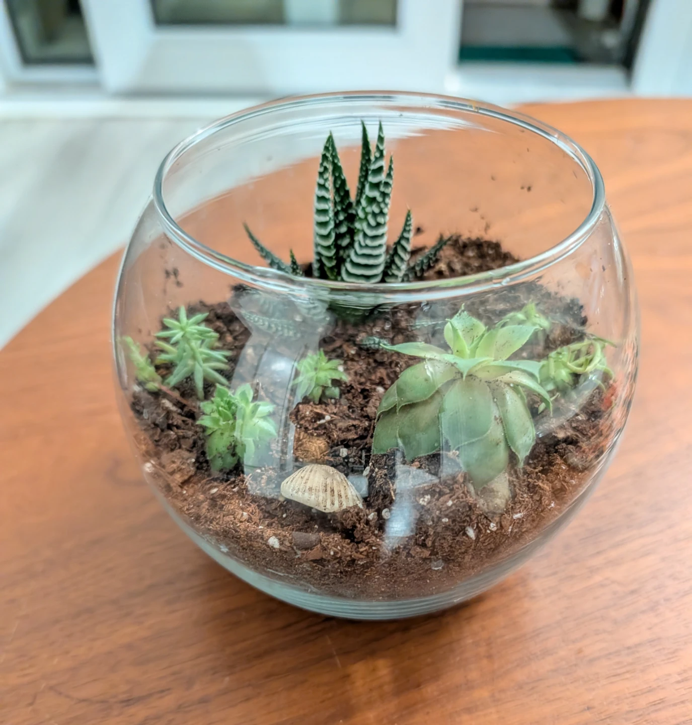 Plant terrarium in glass bowl - photo 2