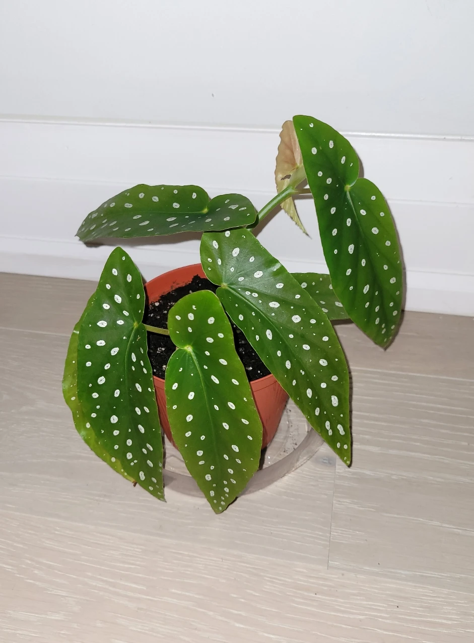 Polka Dot Begonia in Red/Brown Pot
