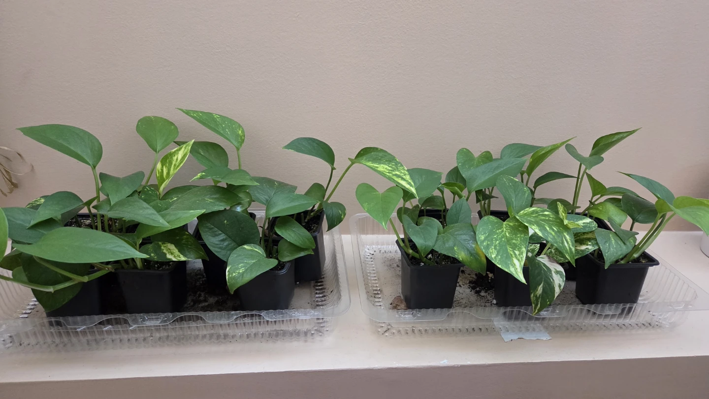 Pothos Plant Cuttings, $4 each or 3 for $10
