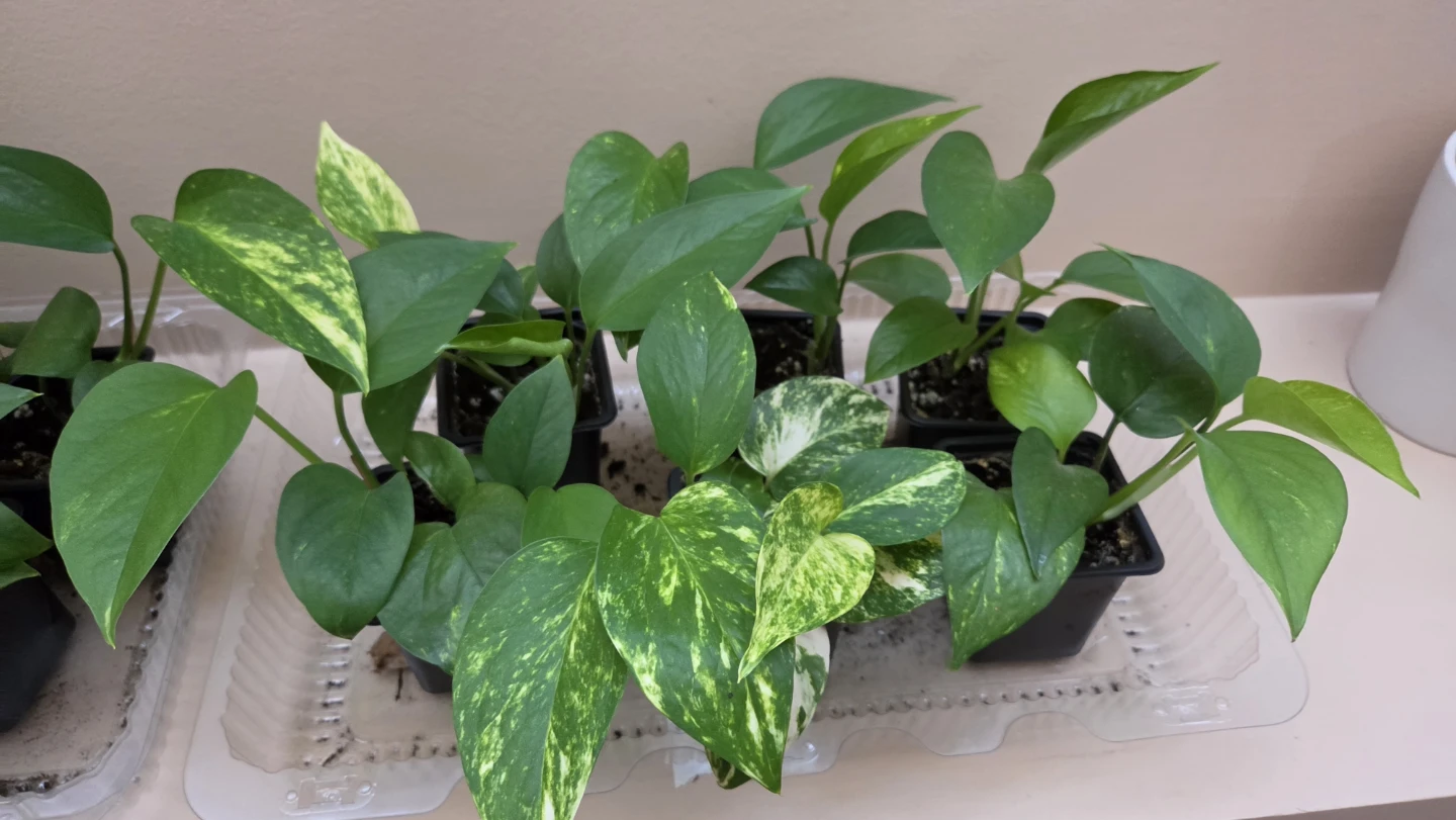 Pothos Plant Cuttings, $4 each or 3 for $10 - photo 2
