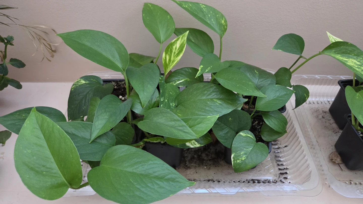 Pothos Plant Cuttings, $4 each or 3 for $10 - photo 3