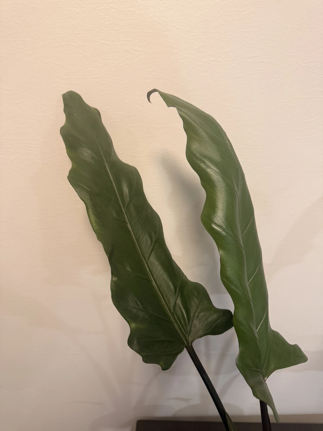 Alocasia Lauterbachiana Plant - photo 3