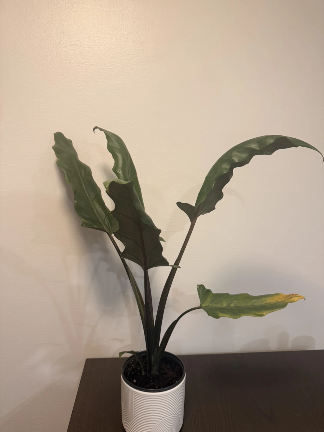 Alocasia Lauterbachiana Plant - photo 4