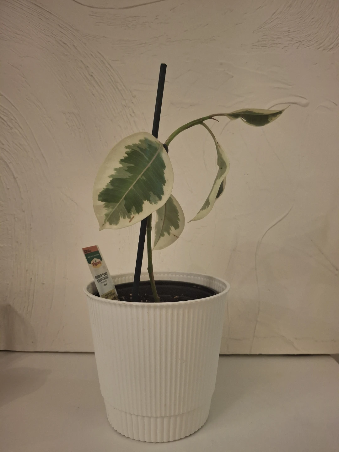 Variegated Rubber Plant in White Pot