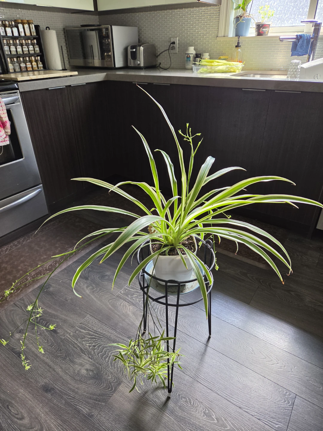Variegated Spider Plant