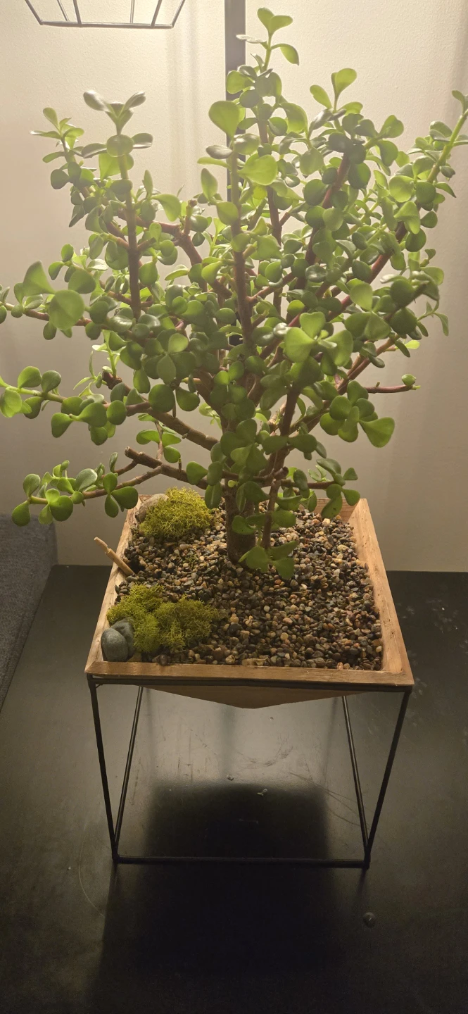 Jade Plant Bonsai