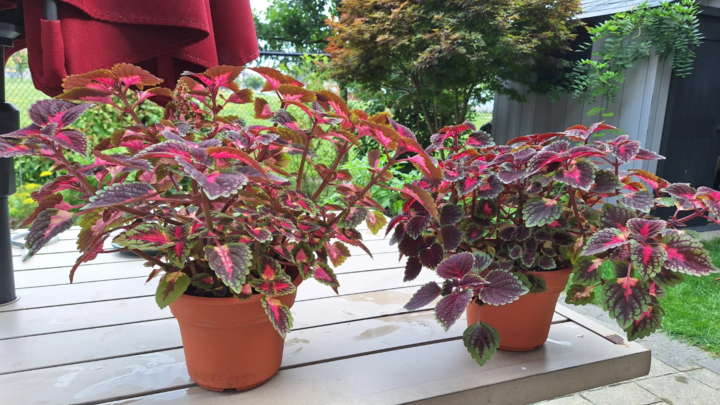 Two Potted Coleus Plants