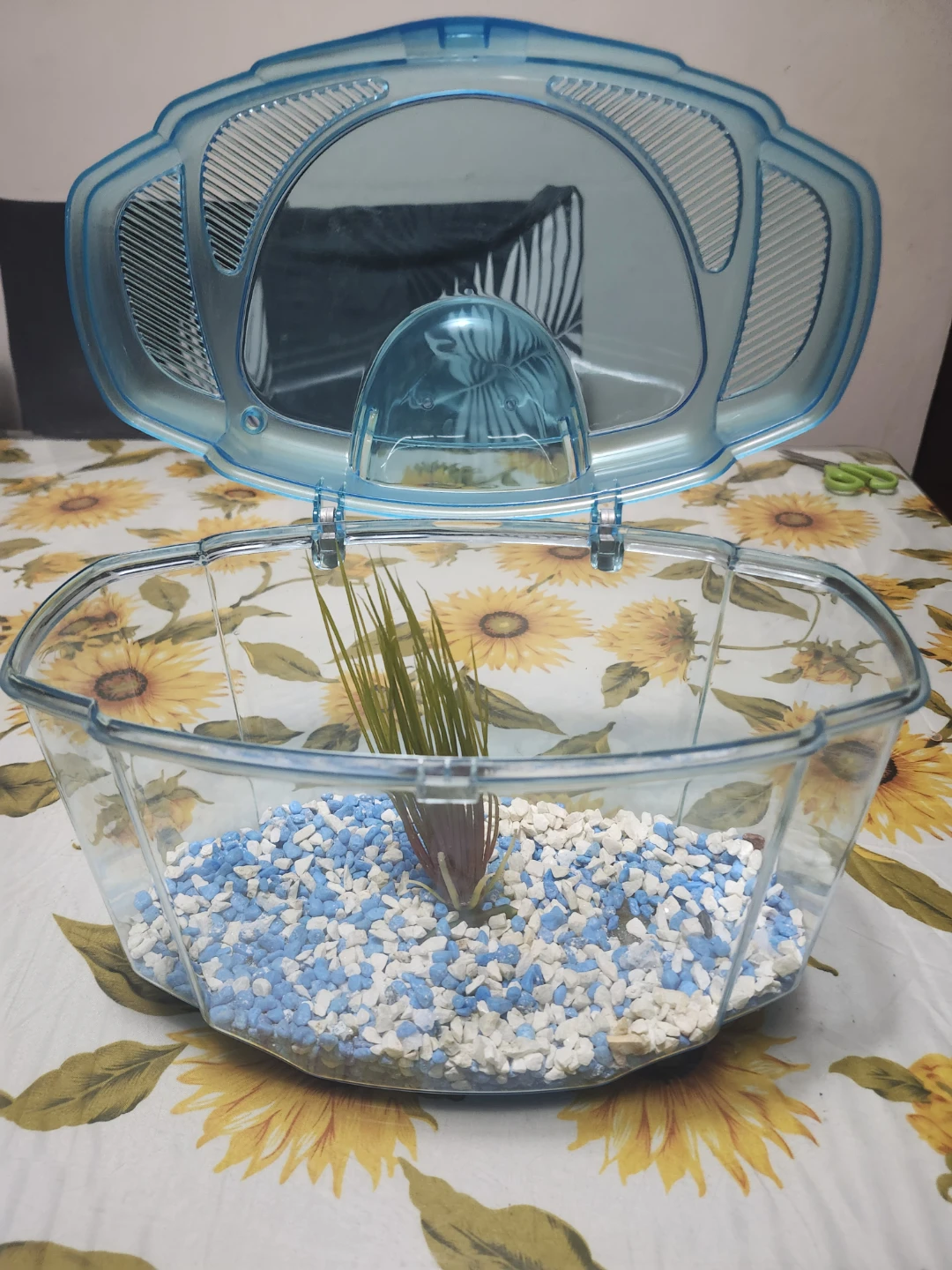 Small Fish Tank (11 in wide 8 inch high)