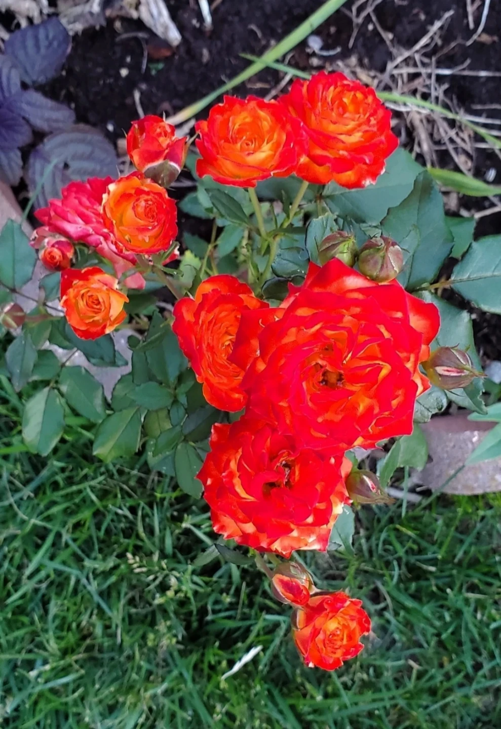 Charisma＿Rooted cutting，Floribunda Rose - photo 3