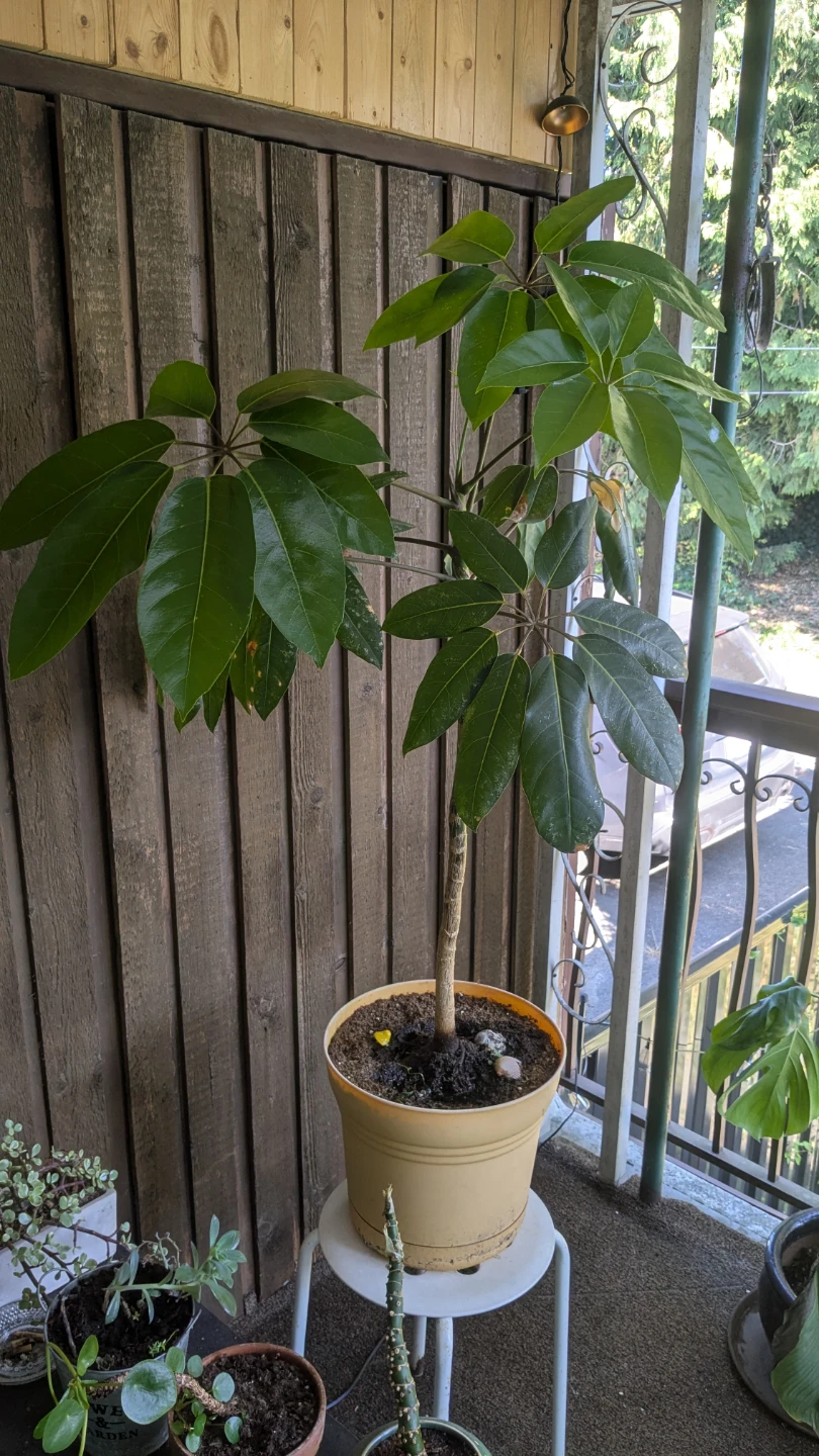 Schefflera Amate Umbrella Tree in Yellow Pot