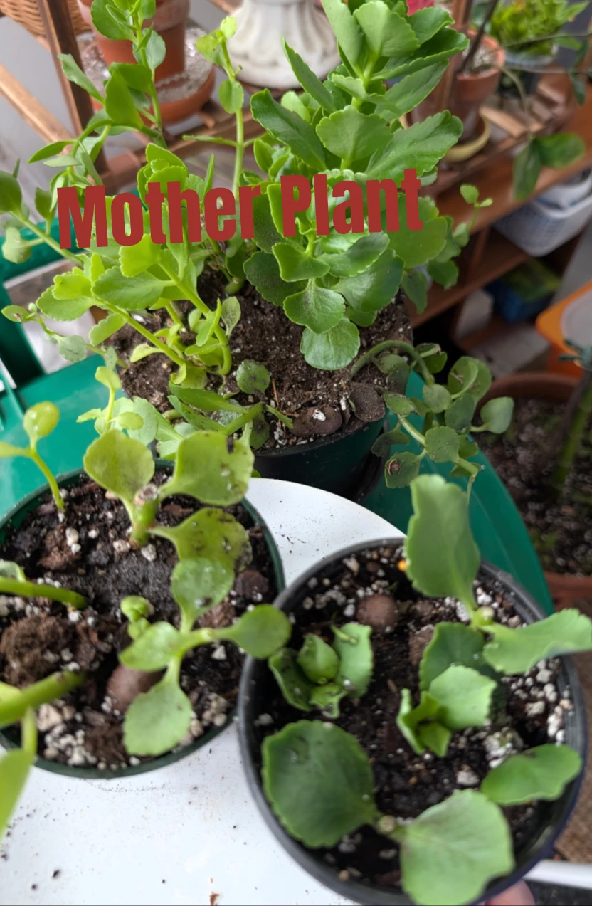 ***TRADE*** Kalanchoes & Sedum
