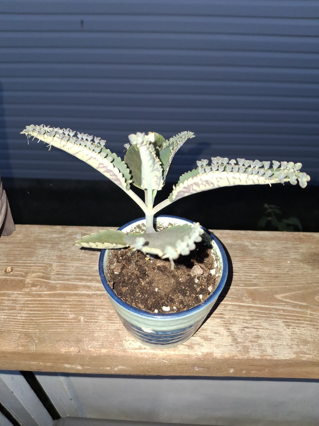 Mother of Thousands Plant in Decorative Pot - photo 2
