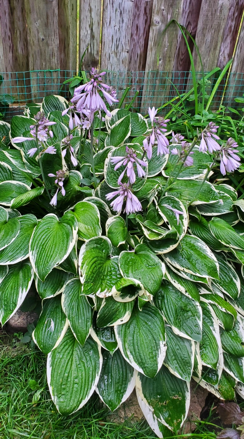 Hosta - photo 4