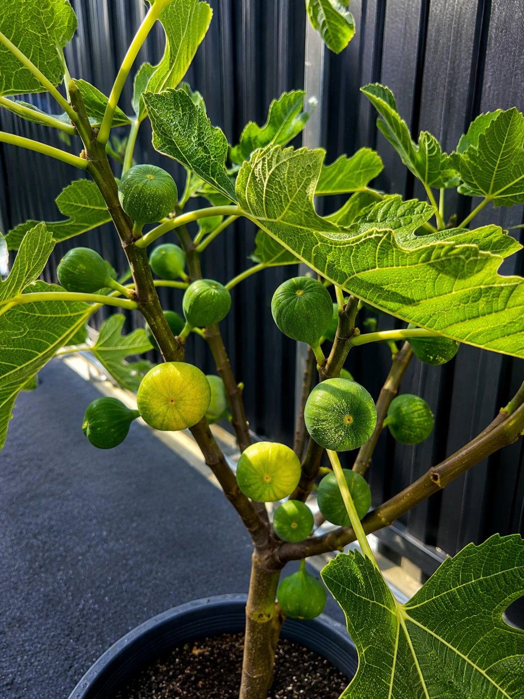 Fig Tree with Growing Fruit - photo 2