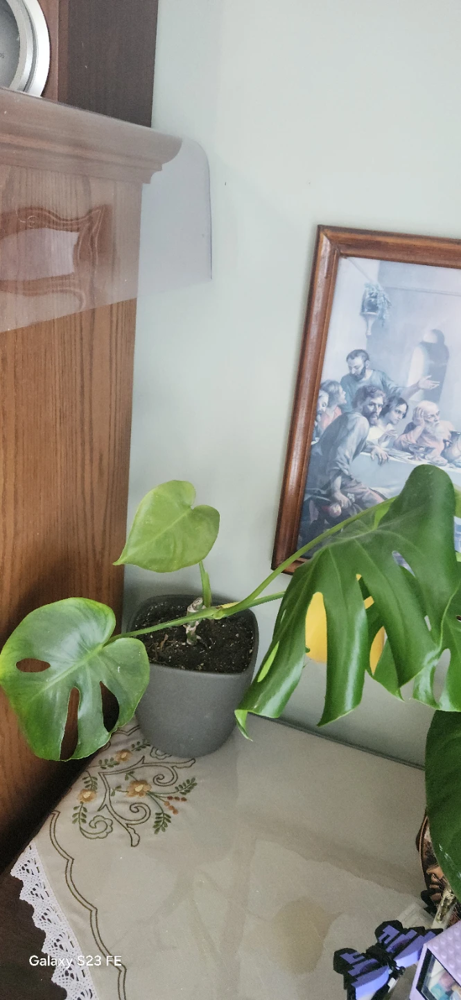 Monstera Deliciosa Plant - photo 2