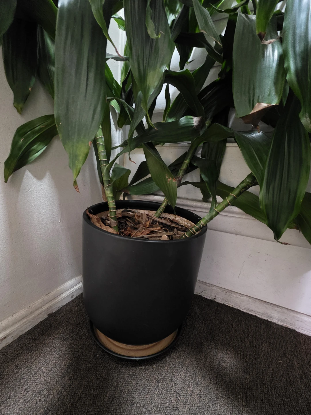 Large Dracaena Fragrans Plant in Black Pot - photo 3