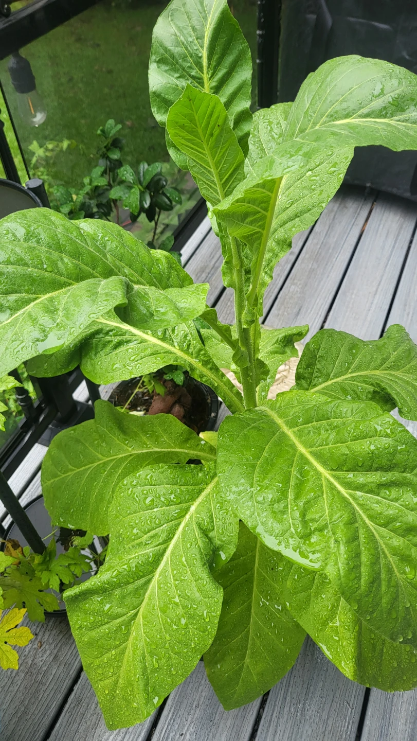 Live Tobacco Plant 30" high