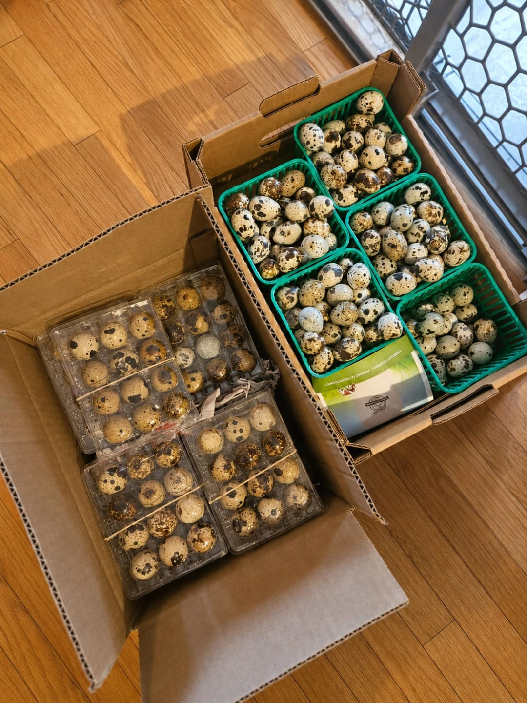 Quail Eggs - Fresh - photo 2