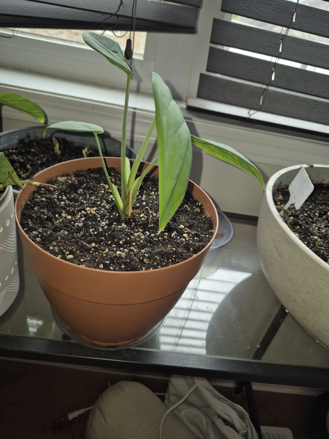 Syngonium chiapense - photo 2