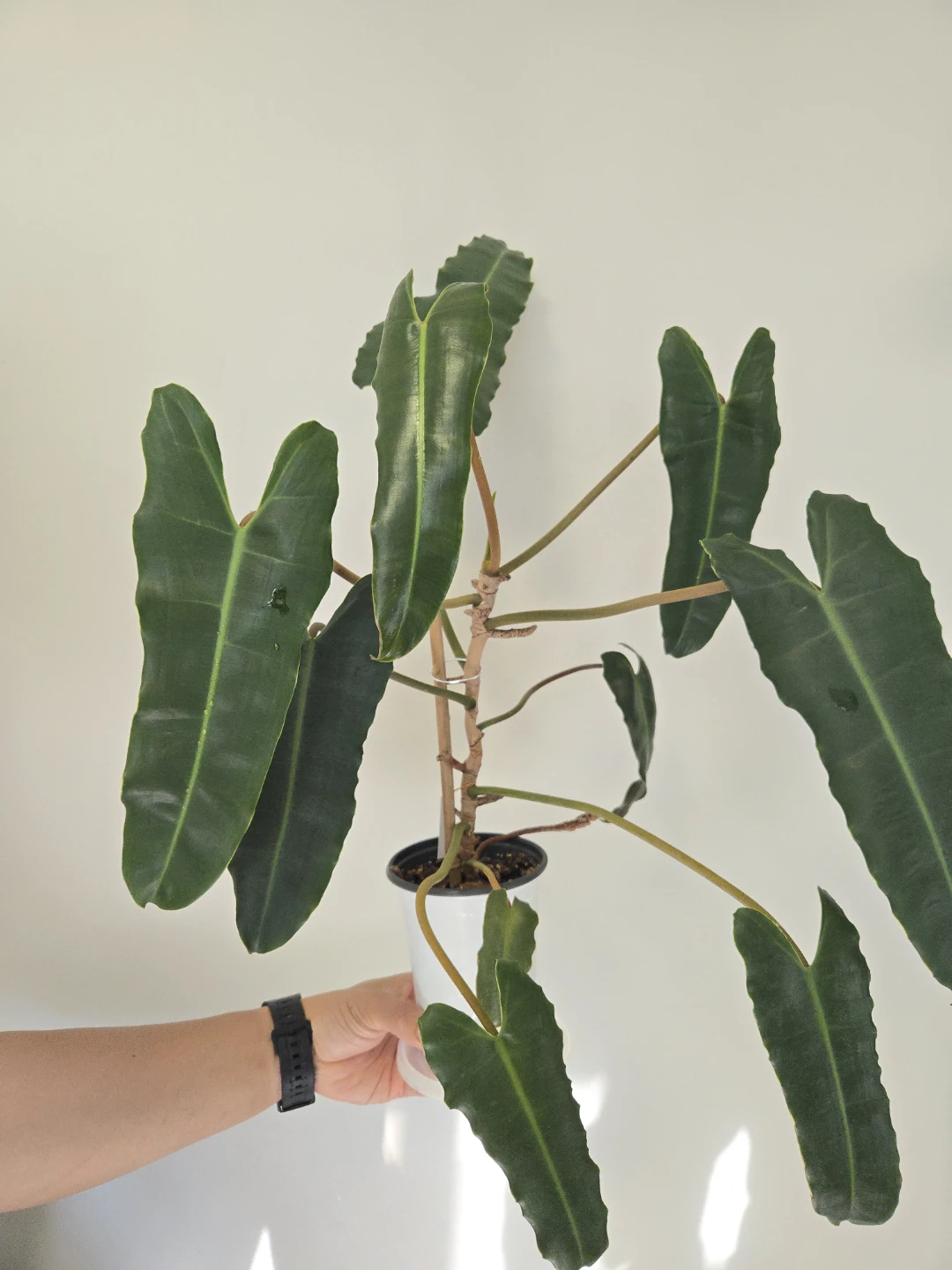 Philodendron Atabapoense - photo 2