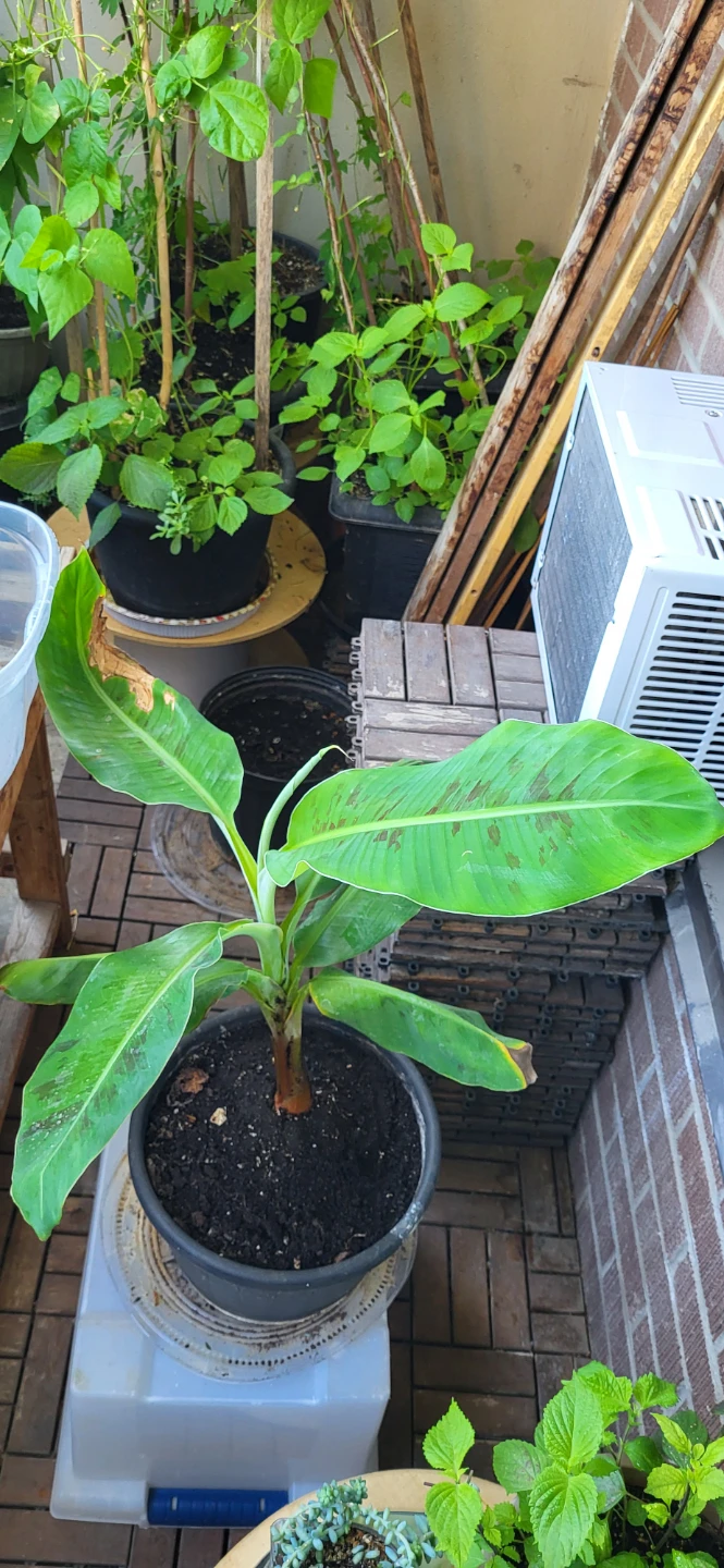 Banana Plant