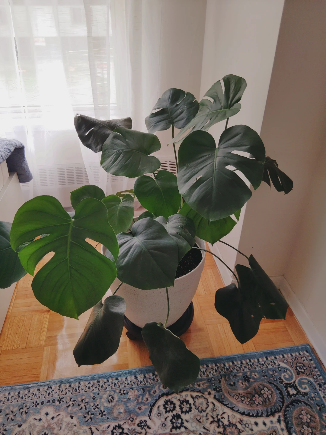 XL Monstera Deliciosa Plant in Pot with Vase - photo 2