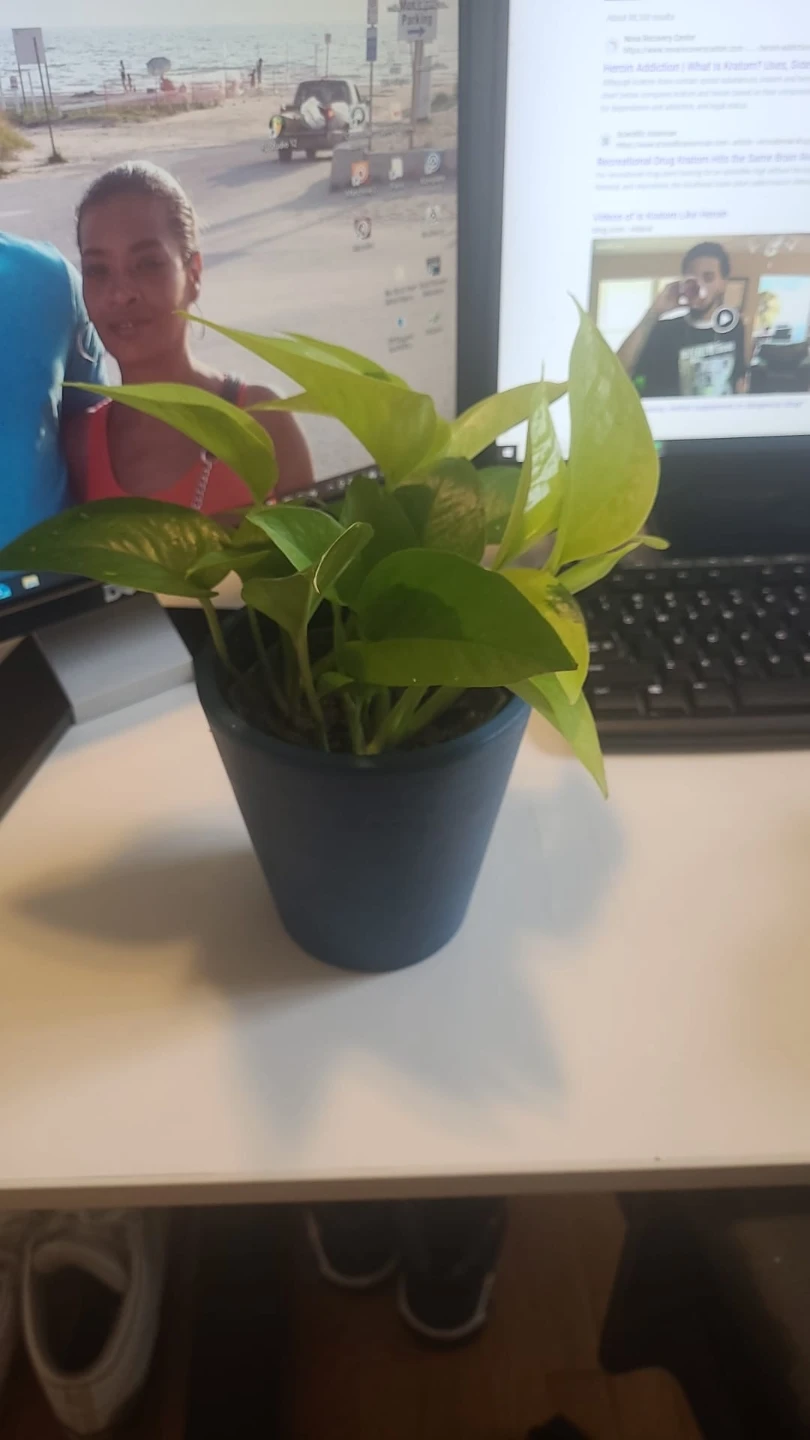 Pothos Plant - photo 2