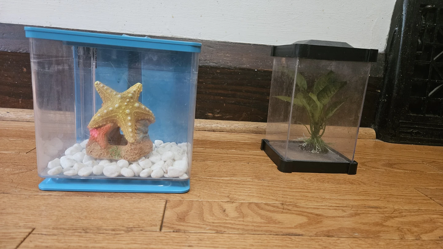 2 betta tanks