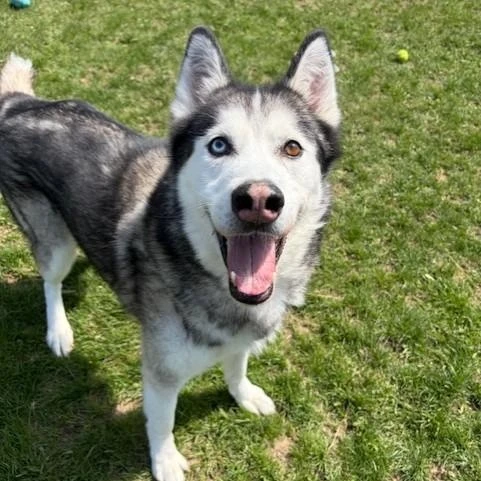 Adoption event! And some Important tips