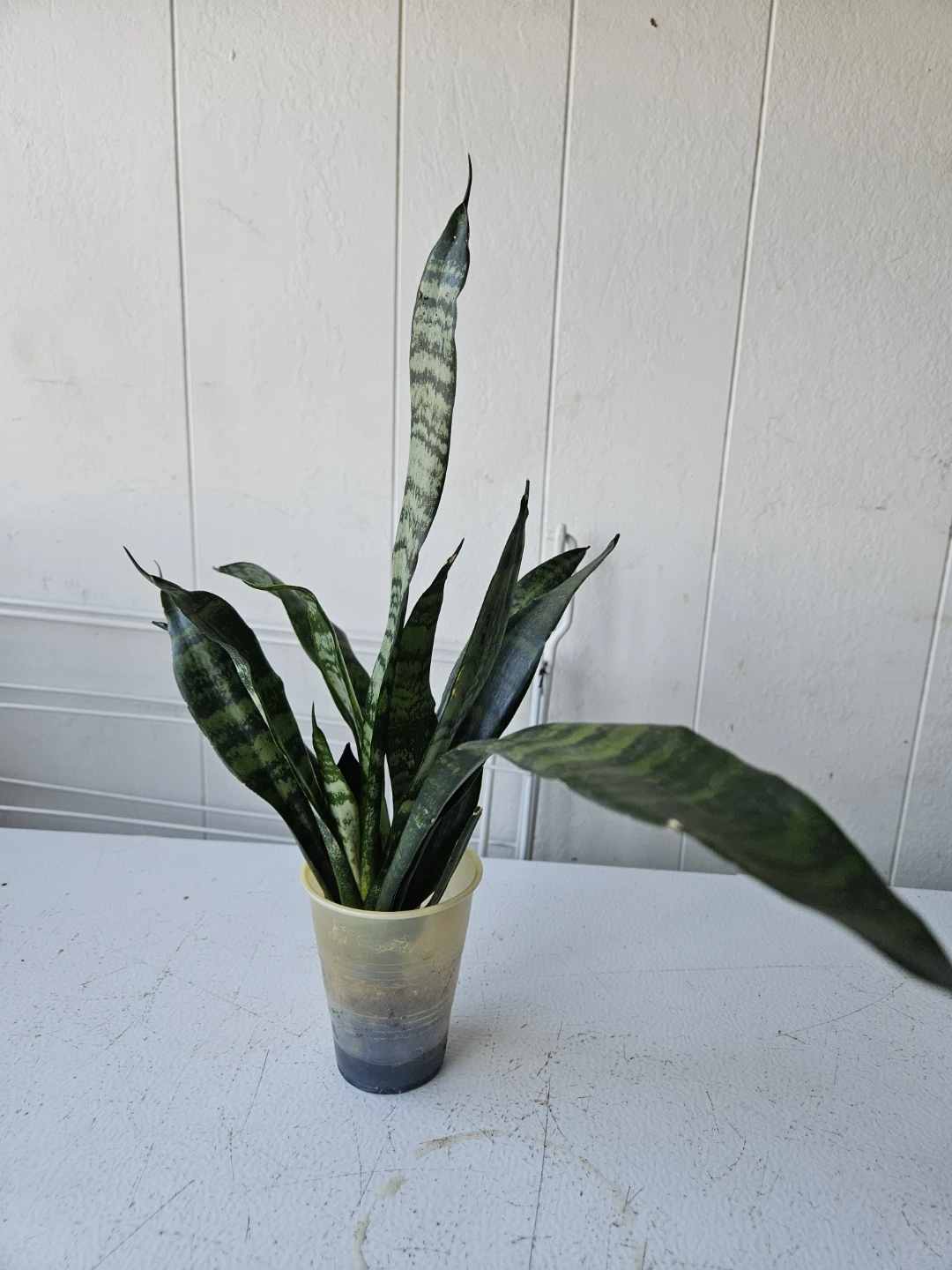 Snake Plant