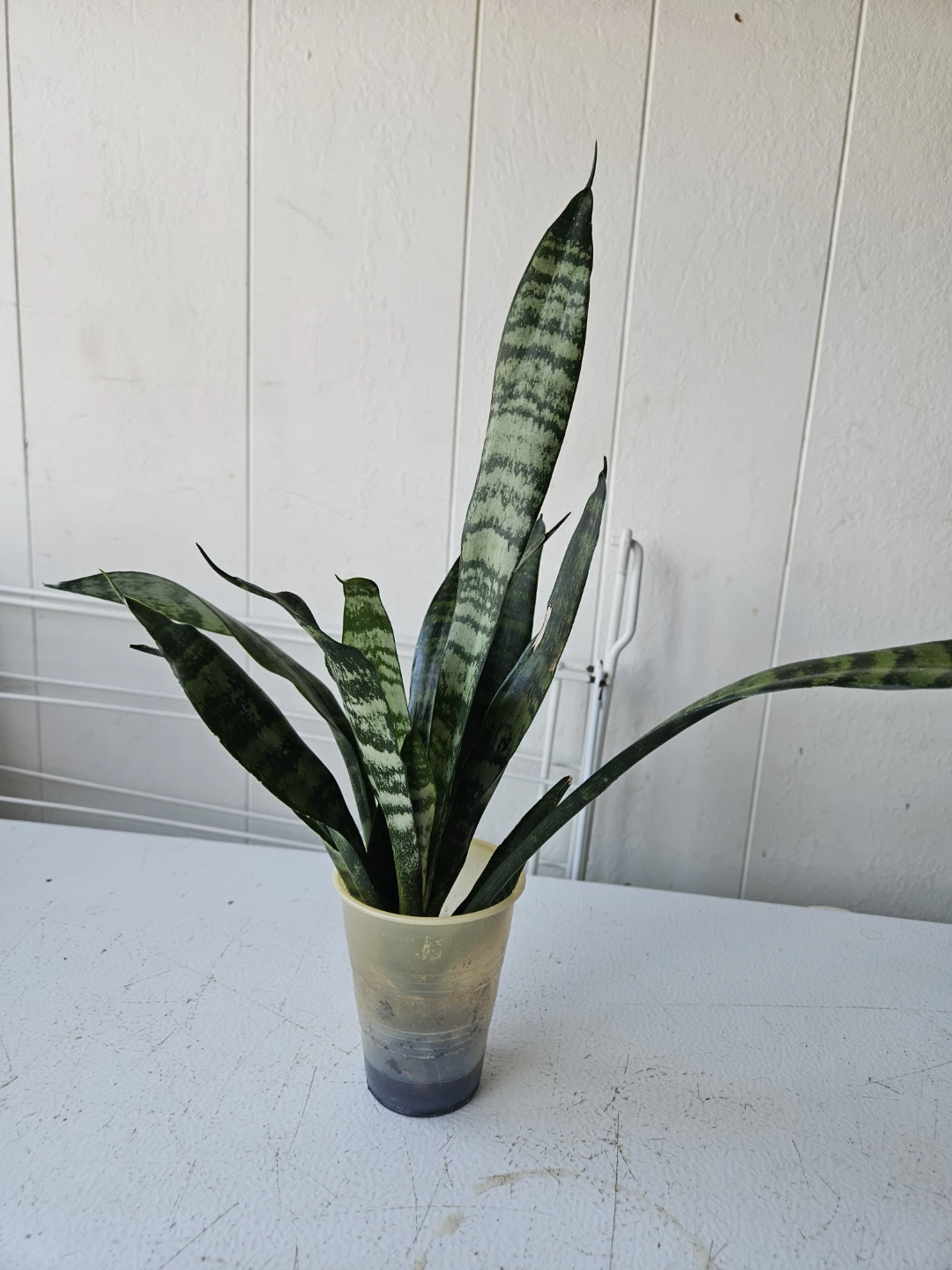 Snake Plant - photo 2