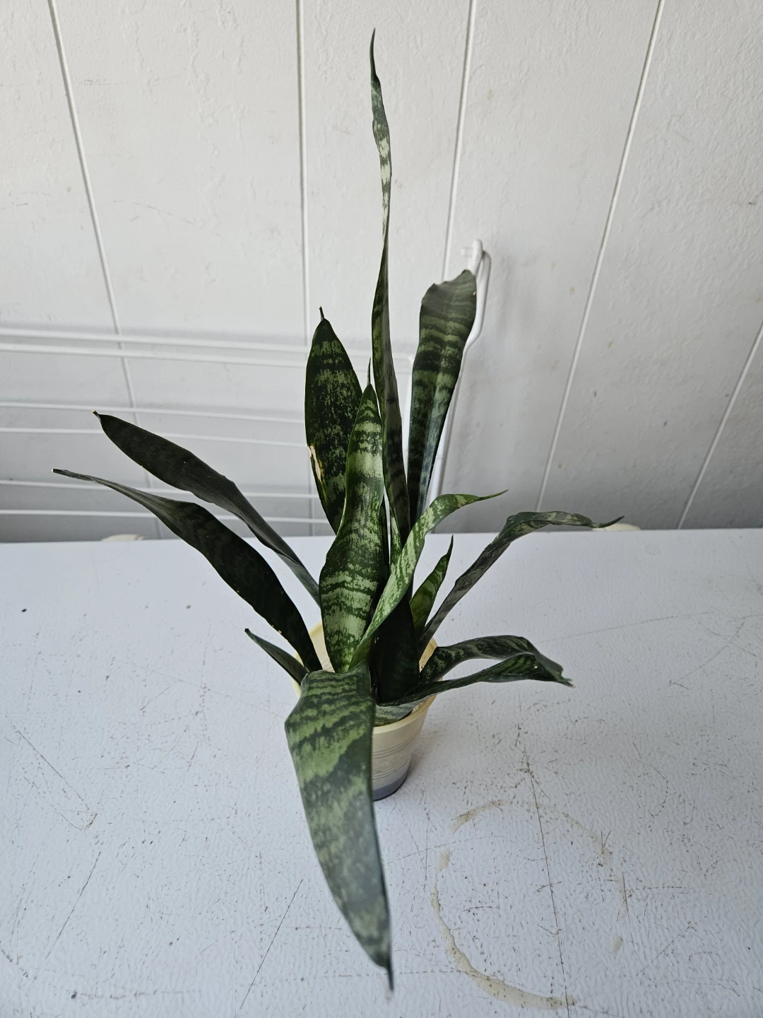 Snake Plant - photo 3