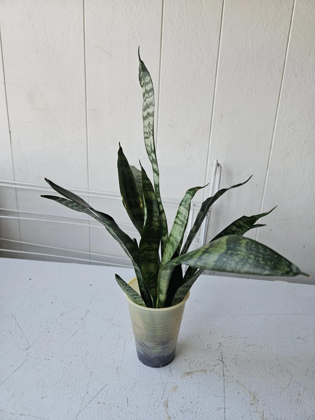 Snake Plant - photo 4
