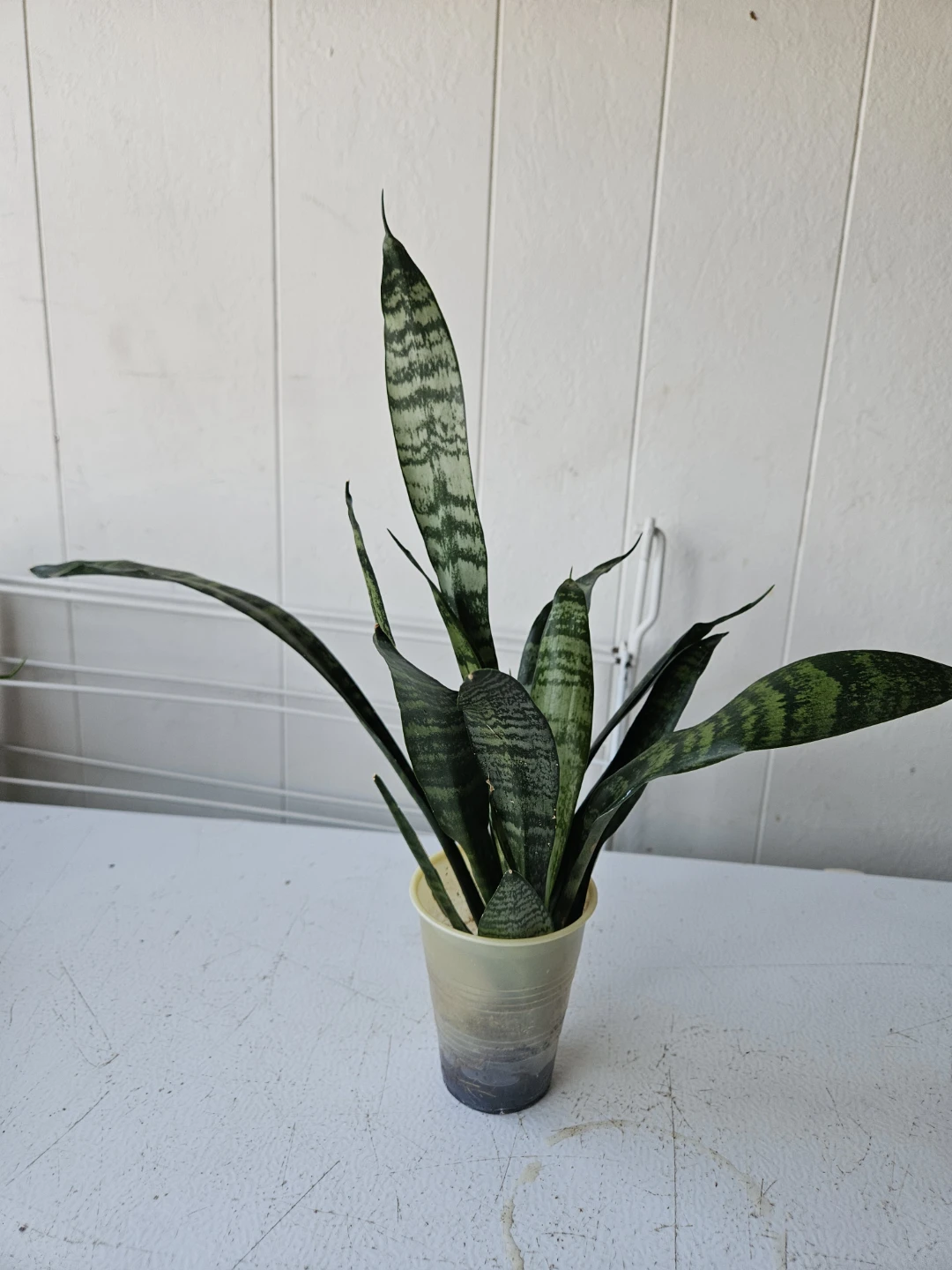 Snake Plant - photo 5