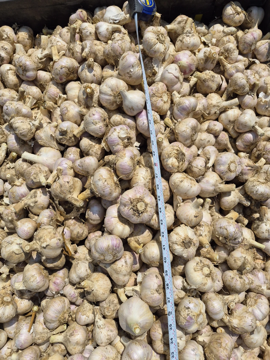 Fresh Garlic Bulbs - photo 2