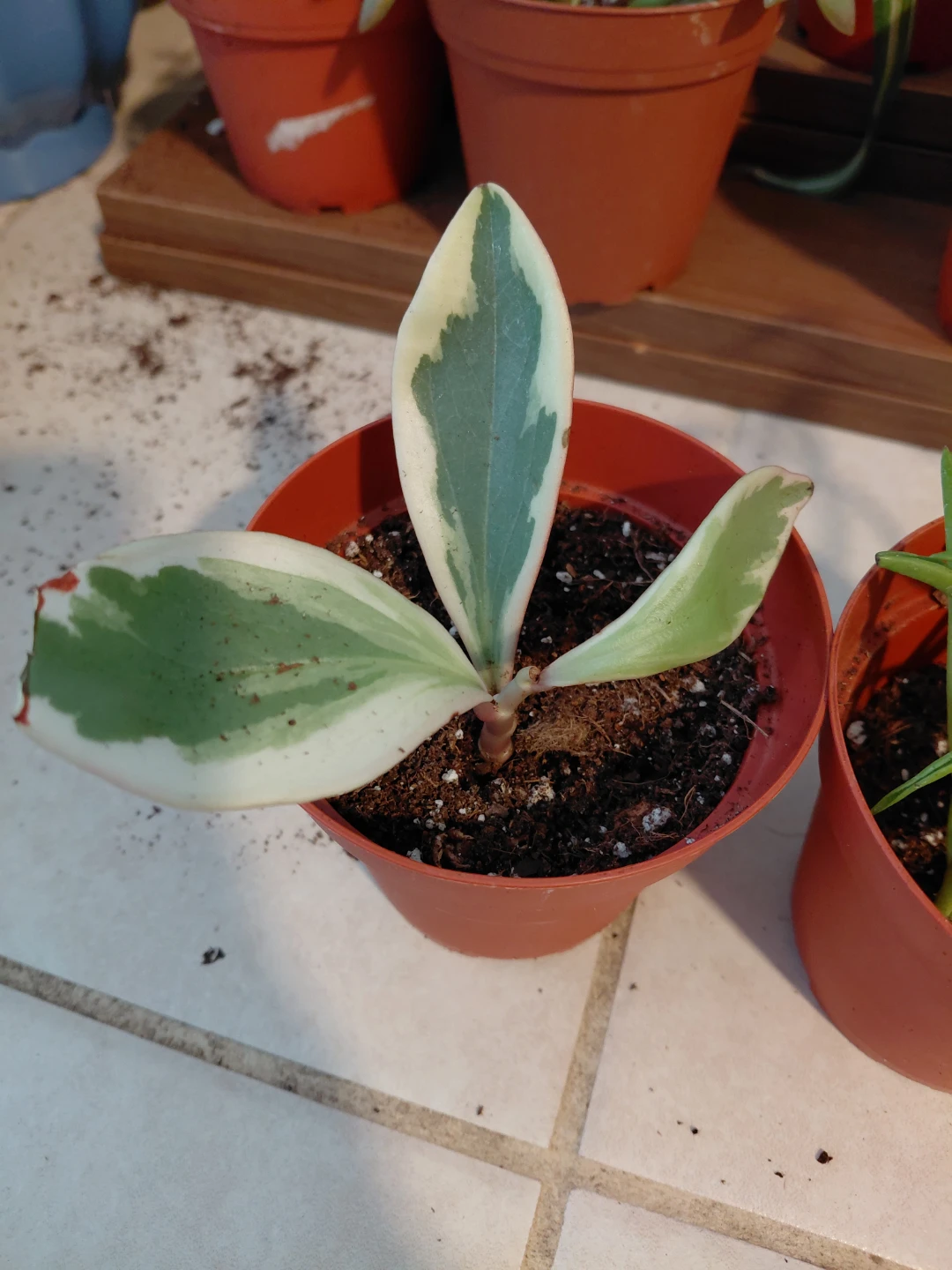 Peperomia Bundle - photo 2