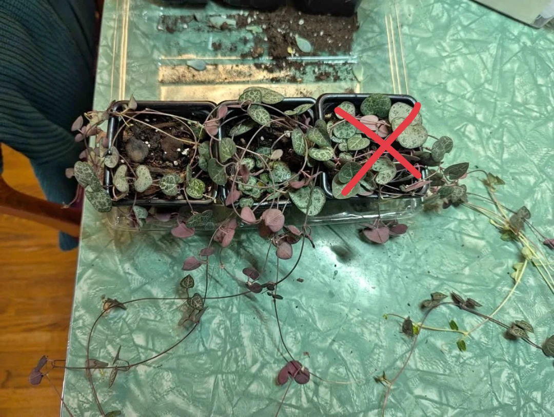 String of hearts plants