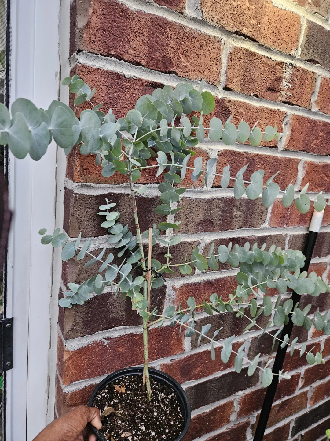 Eucalyptus Plant in Pot - photo 3